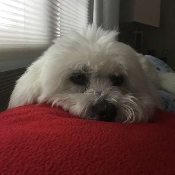 Meet your Posher, Bruce - Picture 2 of 5